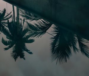 Preview wallpaper palm trees, leaves, reflection, water