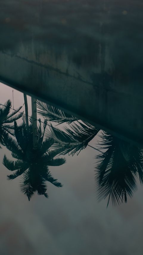 480x854 Wallpaper palm trees, leaves, reflection, water