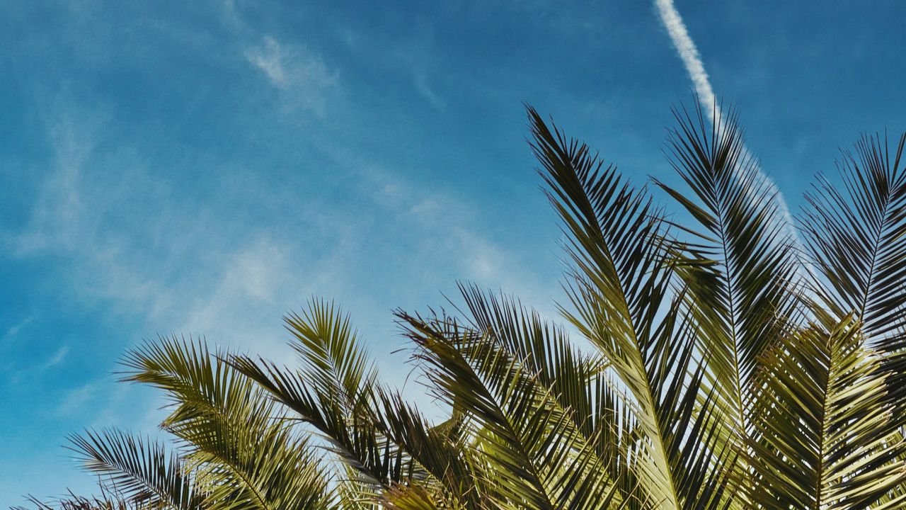 Wallpaper palm trees, leaves, sky