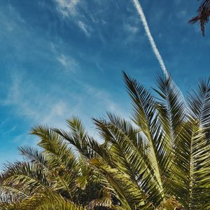 Preview wallpaper palm trees, leaves, sky