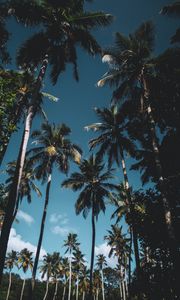 Preview wallpaper palm trees, leaves, tropical