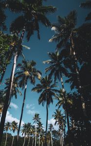 Preview wallpaper palm trees, leaves, tropical