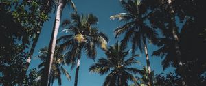 Preview wallpaper palm trees, leaves, tropical