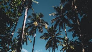 Preview wallpaper palm trees, leaves, tropical