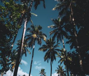 Preview wallpaper palm trees, leaves, tropical