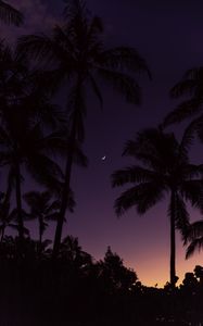 Preview wallpaper palm trees, moon, sunset