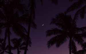 Preview wallpaper palm trees, moon, sunset