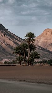 Preview wallpaper palm trees, mountains, desert, oasis, sand