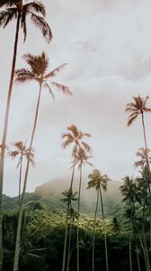 Preview wallpaper palm trees, mountains, tropics, vegetation, nature