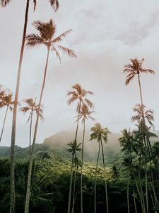 Preview wallpaper palm trees, mountains, tropics, vegetation, nature
