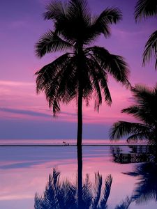 Preview wallpaper palm trees, night, silhouettes