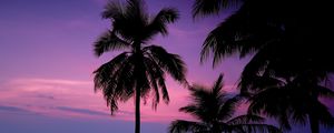 Preview wallpaper palm trees, night, silhouettes