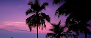 Preview wallpaper palm trees, night, silhouettes