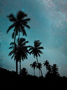 Preview wallpaper palm trees, night, starry sky, dark, milky way