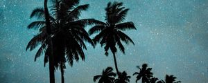 Preview wallpaper palm trees, night, starry sky, dark, milky way