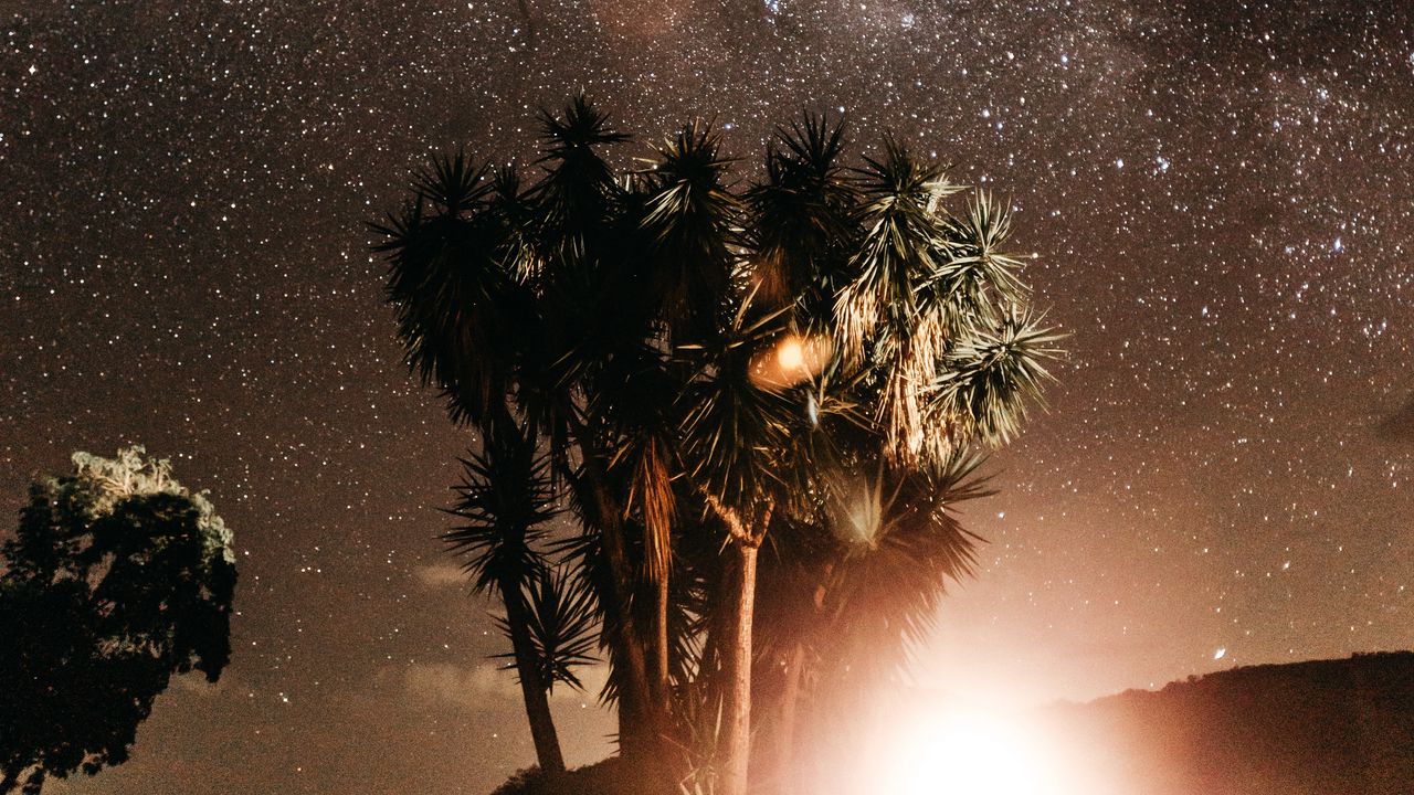 Wallpaper palm trees, night, starry sky, flash, bright, glare