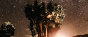 Preview wallpaper palm trees, night, starry sky, flash, bright, glare