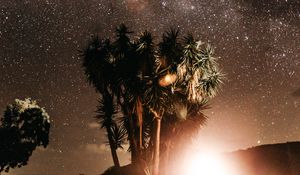 Preview wallpaper palm trees, night, starry sky, flash, bright, glare