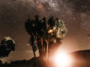 Preview wallpaper palm trees, night, starry sky, flash, bright, glare