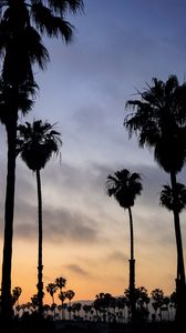 Preview wallpaper palm trees, night, sunset, tropics, sky