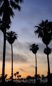 Preview wallpaper palm trees, night, sunset, tropics, sky