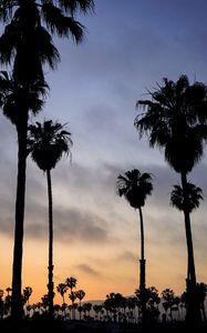 Preview wallpaper palm trees, night, sunset, tropics, sky