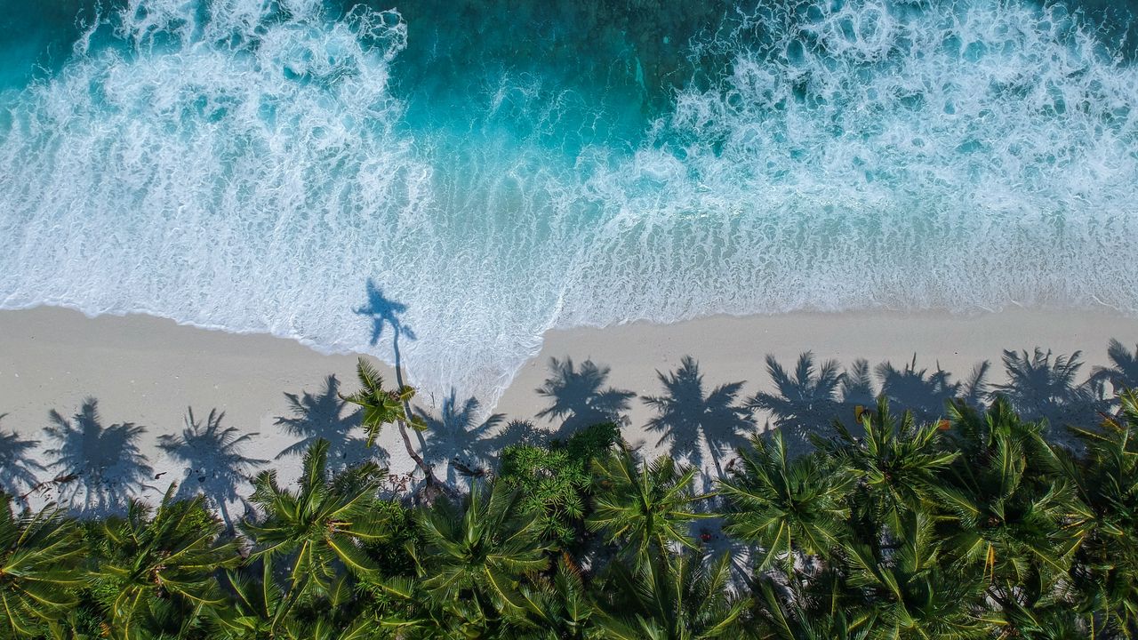 Wallpaper palm trees, ocean, aerial view, surf, wave, foam