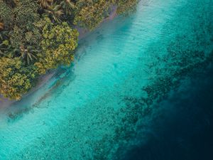 Preview wallpaper palm trees, ocean, aerial view, tropics, water