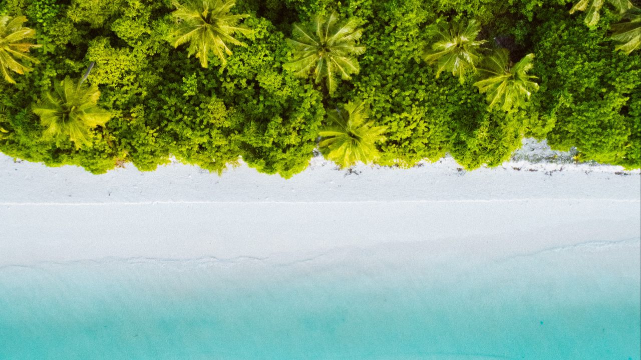 Wallpaper palm trees, ocean, aerial view, maldives, tropics, beach