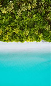 Preview wallpaper palm trees, ocean, aerial view, maldives, tropics, beach