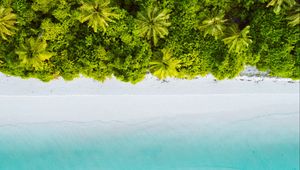 Preview wallpaper palm trees, ocean, aerial view, maldives, tropics, beach