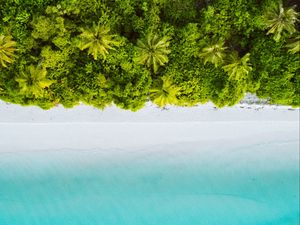 Preview wallpaper palm trees, ocean, aerial view, maldives, tropics, beach