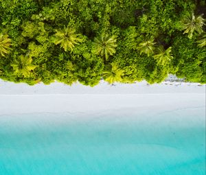 Preview wallpaper palm trees, ocean, aerial view, maldives, tropics, beach