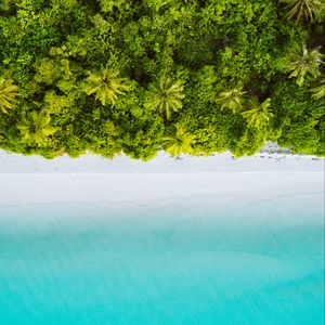 Preview wallpaper palm trees, ocean, aerial view, maldives, tropics, beach