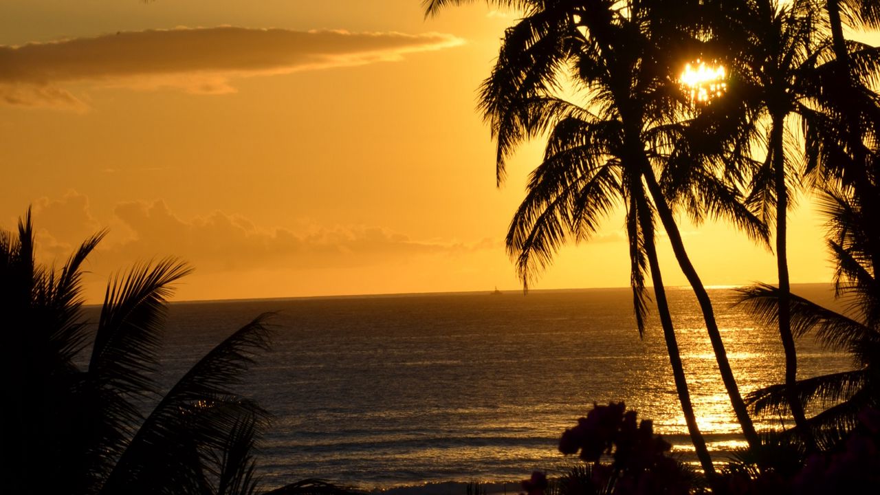 Wallpaper palm trees, ocean, sunset, dusk, dark