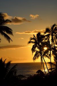 Preview wallpaper palm trees, ocean, sunset, dusk, dark
