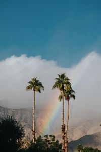 Preview wallpaper palm trees, rainbow, cloud, mountains, landscape