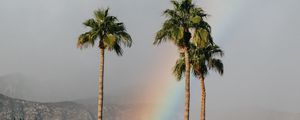 Preview wallpaper palm trees, rainbow, cloud, mountains, landscape