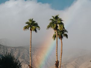 Preview wallpaper palm trees, rainbow, cloud, mountains, landscape