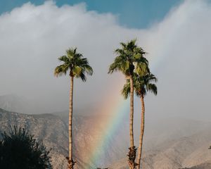 Preview wallpaper palm trees, rainbow, cloud, mountains, landscape