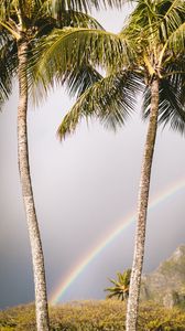 Preview wallpaper palm trees, rainbow, nature, summer