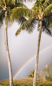 Preview wallpaper palm trees, rainbow, nature, summer