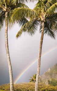 Preview wallpaper palm trees, rainbow, nature, summer