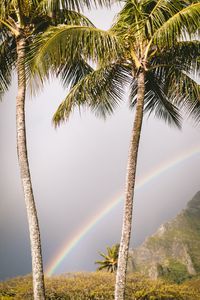 Preview wallpaper palm trees, rainbow, nature, summer