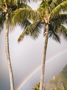 Preview wallpaper palm trees, rainbow, nature, summer