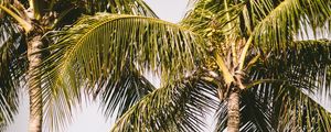 Preview wallpaper palm trees, rainbow, nature, summer