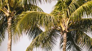 Preview wallpaper palm trees, rainbow, nature, summer