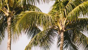Preview wallpaper palm trees, rainbow, nature, summer