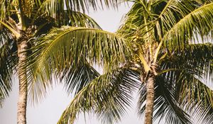 Preview wallpaper palm trees, rainbow, nature, summer