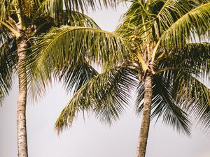 Preview wallpaper palm trees, rainbow, nature, summer